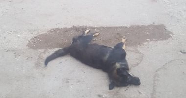 صور.. حملة مكبرة للقضاء على الكلاب الضالة بشوارع كفر الزيات