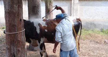 صور .. تحصين 130 ألف و420 رأس ماشية ومعالجة 2730 حيوان وطائر بكفر الشيخ