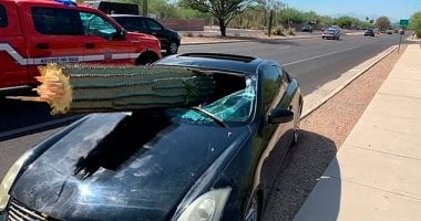 انكتبله عمر جديد.. سائق ينجو بأعجوبة بعد سقوط صبارة عملاقة داخل سيارته