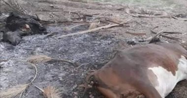 صور.. اعتداءات الإخوان ضد الأهالى فى مأرب باليمن واحتمالات بتجدد الاشتباكات