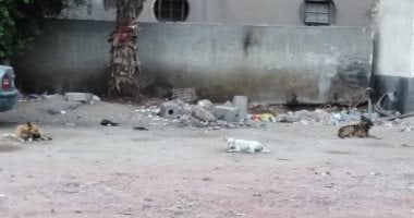صور.. رواد محطة الأتوبيس بمدينة دمياط يشكون انتشار الكلاب الضالة