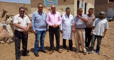 صور.. "الزراعة " تتابع سوق الجمال في برقاش بمحافظة الجيزة 