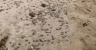 ماحدش هينزل النهاردة.. قناديل البحر تمنع السائحين من دخول شاطئ فى إسبانيا