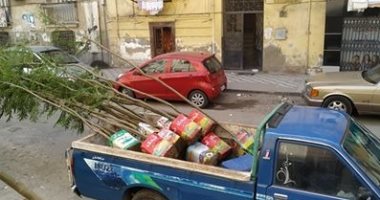 أهالى بورسعيد يطلقون مبادرة ازرع شجرة لتشجير شوارع المحافظة