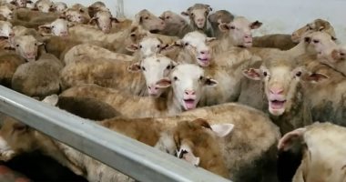 قنا تحقق المركز الأول على مستوى الصعيد فى التحصين ضد الجلد العقدى وجدرى الأغنام