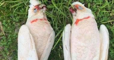 فيلم رعب.. سقوط طيور نافقة من السماء فى أستراليا