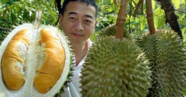 طعم رائع ورائحة سيئة.. طوابير فى ماليزيا للحصول على "ملك فاكهة" مجاناً