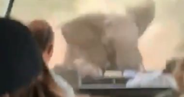 فيل هائج فى عنبر 7 .. رحلة سائحين فى الغابة تنتهى بشكل مرعب
