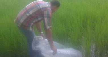 صور.. تسليم "زريعة الأسماك" لمزراعى الأرز بالزقازيق