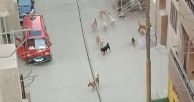 اضبط مخالفة.. الكلاب الضالة تحتل شوارع منطقة الفلل ببنها.. صور