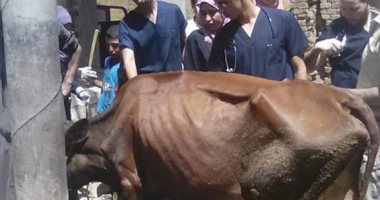 صور.. جامعة أسيوط تطلق قوافل بيطرية مجانية للحافظ علي الثروة الحيوانية بالقري الاكثر احتياجا