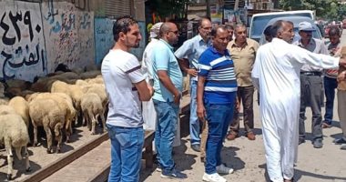 انتشار شوادر الأضاحى بالإسكندرية.. والاحياء تكثف حملات ازالة تعدياتها