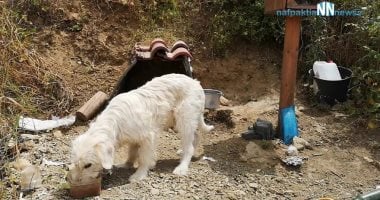 قمة الوفاء.. كلب ينتظر صاحبه المتوفى منذ 18 شهرًا في نفس مكان الحادث