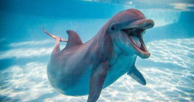 صور.. تعرف على حياة دلافين البحر الأحمر × 10 معلومات 