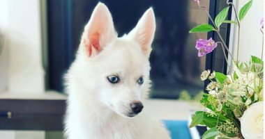 إيفانكا ترامب تهدى ابنتها كلبا فى عيد ميلادها.. اعرف نوعه؟