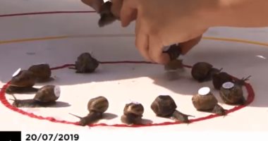 شاهد.. إثارة سباق الحلزونات في بريطانيا