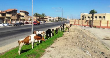 صور.. المواشى تأكل المسطحات الخضراء بمدخل غرب بورسعيد