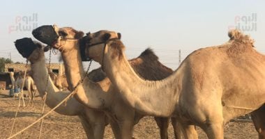 "الزراعة "ورشة تدريبية حول سحب عينات من الإبل وفحصها ضد فيروس "كرونا"