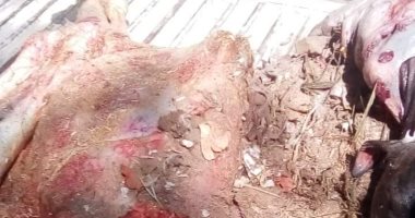 ضبط 200 كيلو من اللحوم المذبوحة خارج السلخانة وعليها أختام مزورة بأسيوط