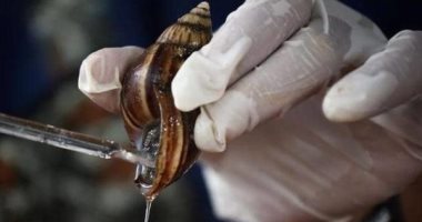 بعد هوس النساء بتجميل البشرة.. ما هو حليب "الحلزونة" الأغلى من الذهب؟