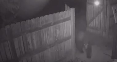 شاهد.. دب يسرق صندوق قمامة بعد عجزه عن فتحه