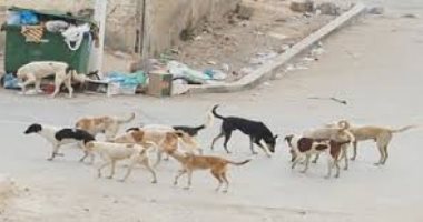 قارئ يشكو من انتشار الكلاب الضالة بشارع التعاون فيصل
