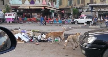 اضبط مخالفة.. انتشار الكلاب الضالة بميدان الشون بالمحلة