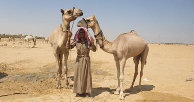 صور.. كبير مدربى الهجن: نتطلع لتحقيق الإبل أرقام قياسية فى مهرجان الطائف