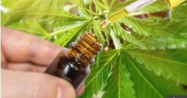 قريبا.. استخدام الحشيش لعلاج حالات الأطفال المصابين بنوبات الصرع