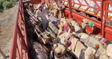 صور.. الهجن المصرية تبدأ رحلة السفر للمشاركة فى بطولة الطائف