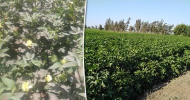 صور.. "نورت يا قطن النيل".. الذهب الأبيض يعود لعرشه بالشرقية.. زراعة 32 ألف فدان هذا العام.. و"الجنية الأولى" حتى منتصف الشهر المقبل.. والمزارعون: نتعاون سويا لتوفير العمالة اليومية والشركات تتسارع على شرائه