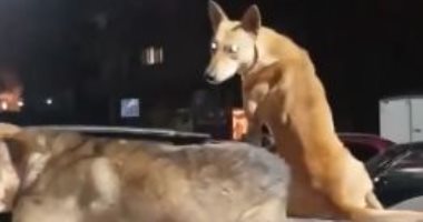 قارئ يشكو من انتشار الكلاب الضالة بمدينة الطلبة بإمبابة