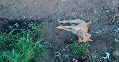 صور.. أهالى قرية بالمنيا يقتلون كلبا بعد عقره 10 أطفال وسيدتين
