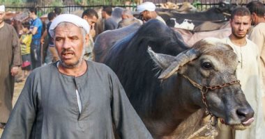أسواق المواشى تنتعش استعدادًا لعيد الأضحى