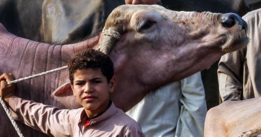 الحلوة على السكين.. الأجمل والأقوى تكسب في "سوق المواشي"