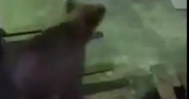 دب يقتحم مصنعا للسمك فى روسيا بحثا عن الطعام.. شوف رد فعل العمال