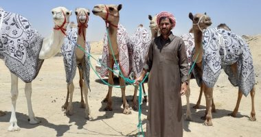صور.. المصرى الفائز بسباق هجن الرياض يستعد لخوض سباق ولى العهد بالطائف