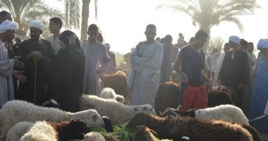 أسواق المواشى تستعد لعيد الأضحى.. خراف حية بـ62 جنيهًا للكيلو وصك الأضحية بـ1800 جنيه.. وشوادر لتوفير اللحوم بالمجمعات والمنافذ المتنقلة بأسعار أقل من الأسواق.. ونصائح ذهبية لشراء أفضل الأضاحى واللحوم.. صور