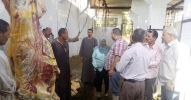 صور.. إعدام ذبيحة تزن 400 كجم مصابة بالسل فى ملوى بالمنيا