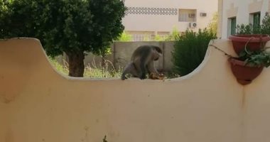 صور ..قرود هاربة وسط مدينة أسوان.. و"الطب البيطرى" يبحث عن مصدرها 