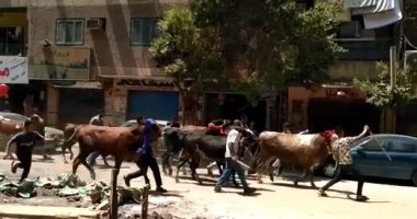 ليه الجزارين بيعملوا زفة بلدى للعجول قبل ذبحها فى عيد الأضحى؟