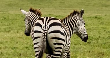 التصوير فن مش عن عن.. صورة مربكة لحمار وحشى هتخليك تسأل هم اتنين ولا واحد