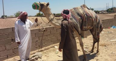 صور.. تركيب شرائح إلكترونية للجمال المصرية المشاركة بمهرجان الطائف