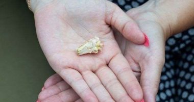 خبير ينقذ "نحلة بريستول" من تنفيذ حكم بالإعدام: تحمل جنسية بريطانية