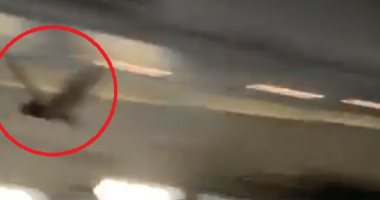 فيديو.. خفاش يثير الرعب ويفاجئ المسافرين على متن طائرة أمريكية
