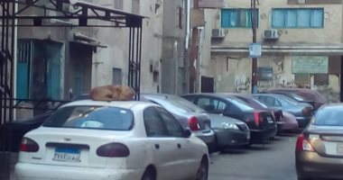 قارئ يشكو انتشار الكلاب الضالة بشارع التأمين الصحى بأسيوط