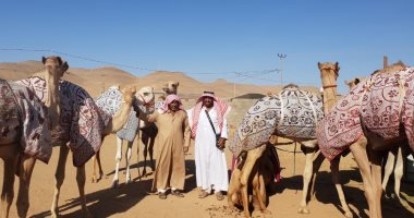 كواليس استعدادات الهجن المصرية لمهرجان سباق ولى العهد بالسعودية.. 67 مطية تبدأ تدريبات شاقة لخوض البطولة على 12 شوطا.. المدربون يستعدون بتجهيزها وتأهيلها فى معسكر مغلق بمدينة تبوك.. وشرائح إلكترونية لكل متسابق