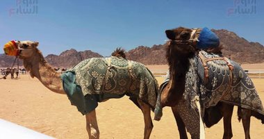 الاتحاد المصرى للهجن يشيد بتسهيلات السعودية لهجن مصر فى سباق ولى العهد