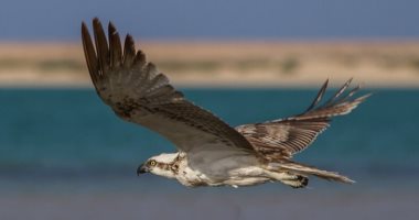 صور.. تعرف على "العقاب النسارى" أفضل طائر فى صيد الأسماك
