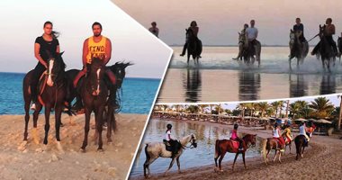 الخيل والبحر.. إقبال كبير من السائحين على ركوب الخيول بالغردقة.. رحلات من الفجر للمساء على الشاطئ وفى الجبل.. الألمان الأكثر إقبالا والعربى الأصيل الأعلى طلبا.. وشركات السياحة تضعها فى مقدمة البرامج الترفيهية